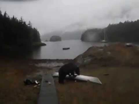 Black Bear Gnaws on Delta 15s Seakayak in Berg Bay, Alaska