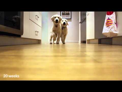 Golden retriever pups running for dinner, timelapse style