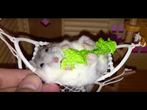 Ham in ham: These Happy Hamsters love lounging in their hammocks!