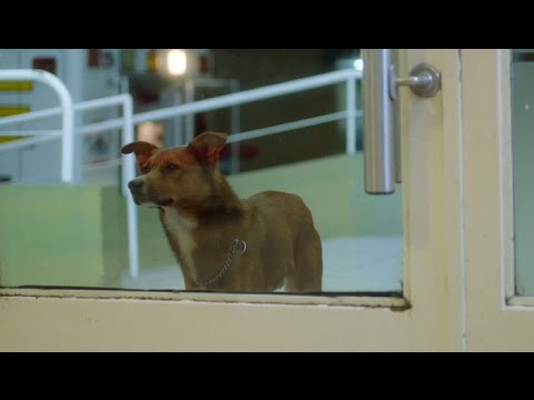 FUNDACION ARGENTINA DE TRASPLANTE HEPATICO &quot;The Man and the Dog&quot;