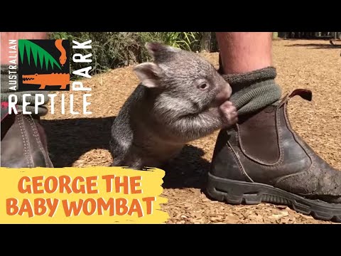 George the baby wombat