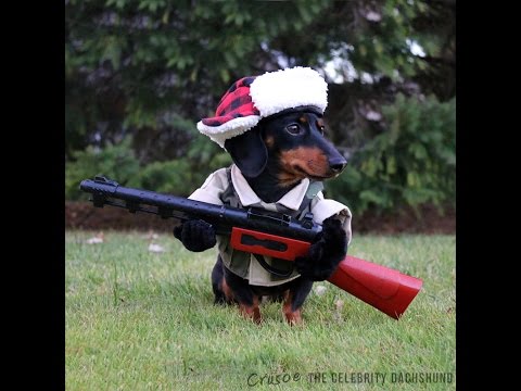 &quot;I&#039;mz a huntin&#039; dog&quot; - Crusoe Celebrity Dachshund