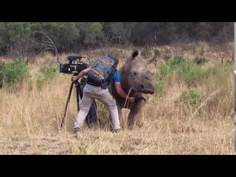 Filming Up Close And Personal With A Rhino!