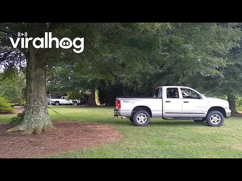 Truck vs. Tree || ViralHog