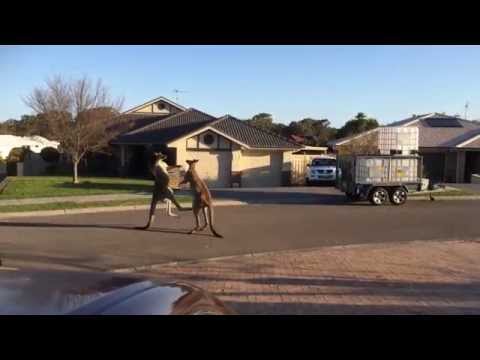 wild kangaroo street fight Aussie style