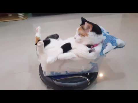 Funny Roomba Cat!!! Rides roomba hoover like a boss!