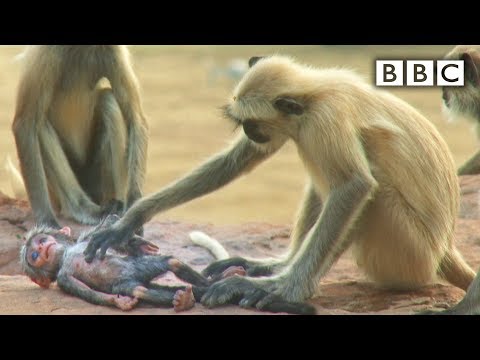 Langur monkeys grieve over fake monkey - Spy in the Wild: Episode 1 Preview - BBC One
