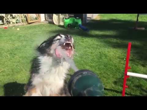 Hosegame 2014 - Dogs vs Hose in Slow Motion