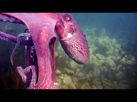octopus steals my video camera and swims off with it (while its Recording)