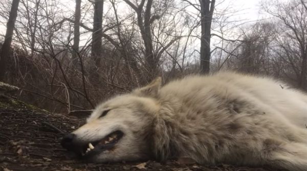 Der faulste Wolf im ganzen Rudel