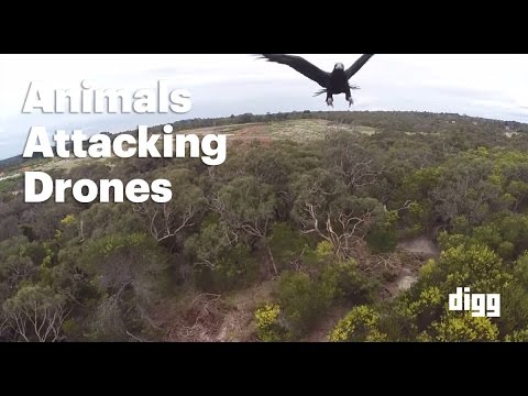 Wenn Tiere dir die Drohne zerschmettern