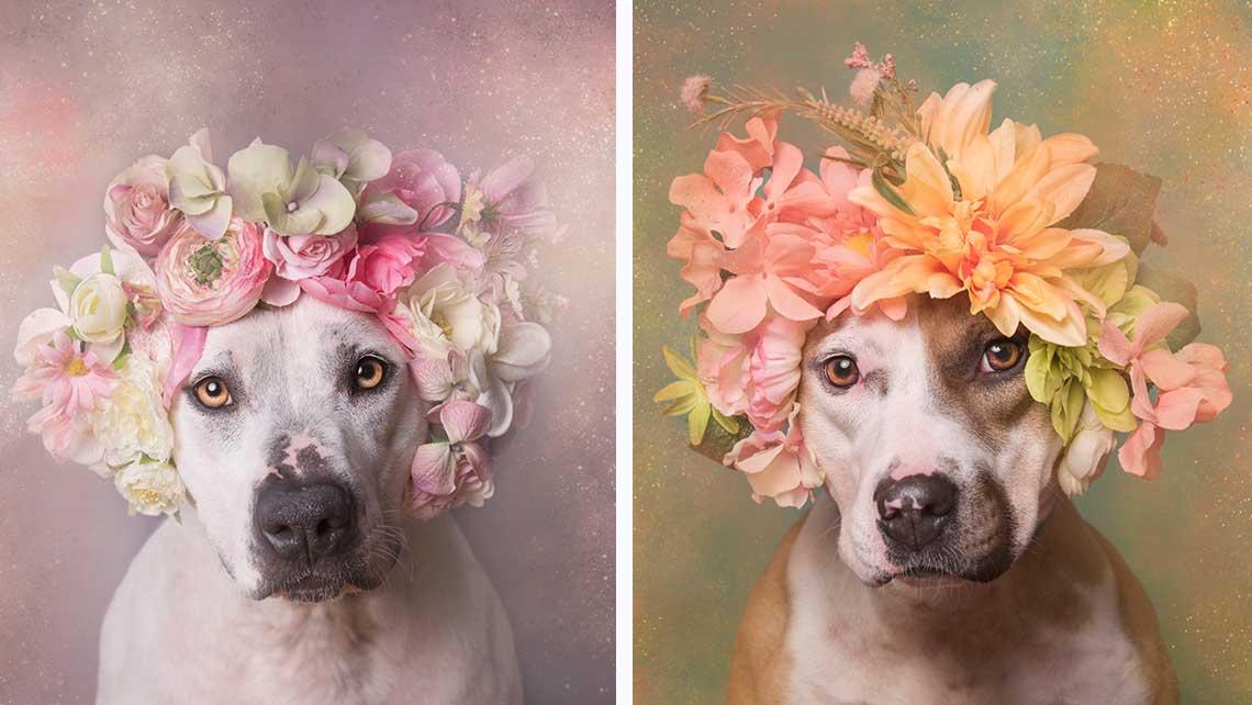 Pit Bull mal anders: Mit Flower Power ein neues Zuhause finden