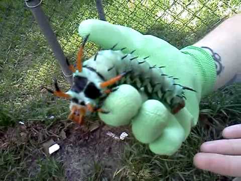 Hickory Horned Devil: Die wohl größte Raupe der Welt