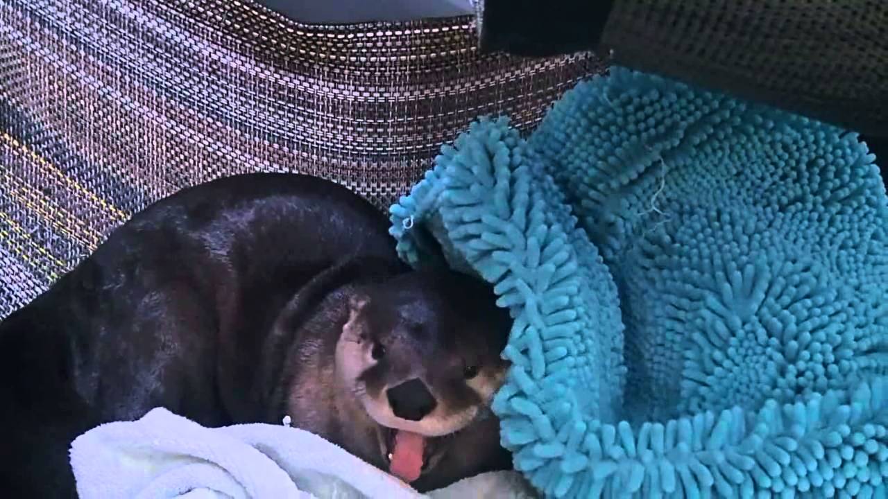 Morgendliche Frustration am Beispiel eines Otters