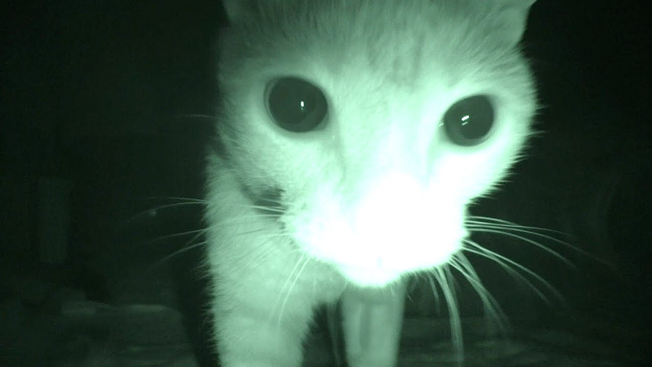 Purranormal Cativity: Während Katzenbesitzer schlafen