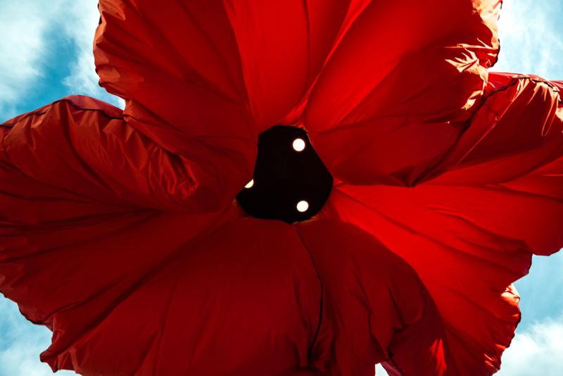 Dor-1_800x534