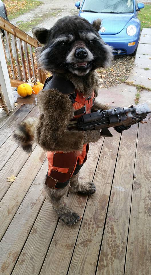 Mit einem Rocket Raccoon Kostüm andere abstinken lassen