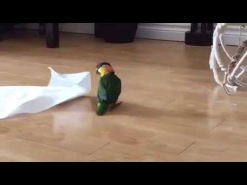Der wohl geilste Tag im Leben eines Vogels