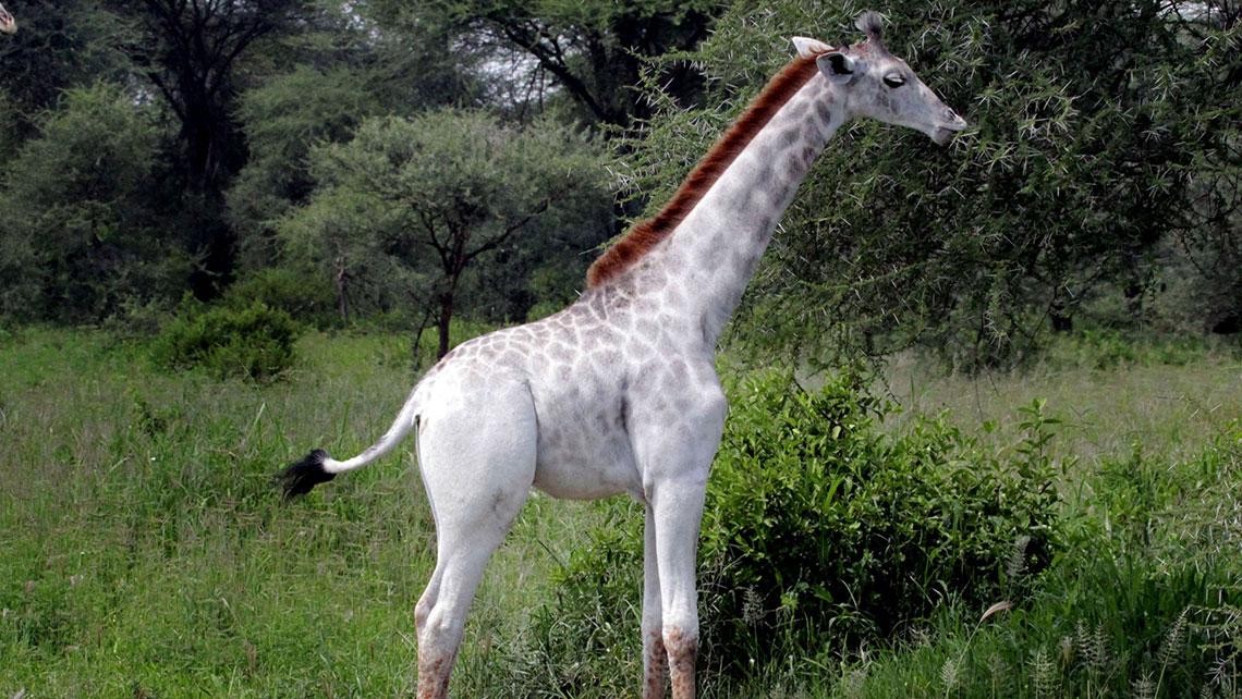 „Omo“: Wenn eine weiße Giraffe nach einem Bleichmittel benannt wird