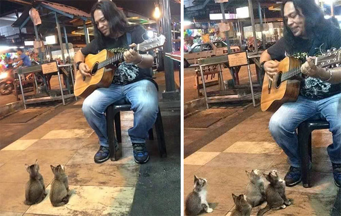 Der Baby-Katzen-Sänger von Malaysia