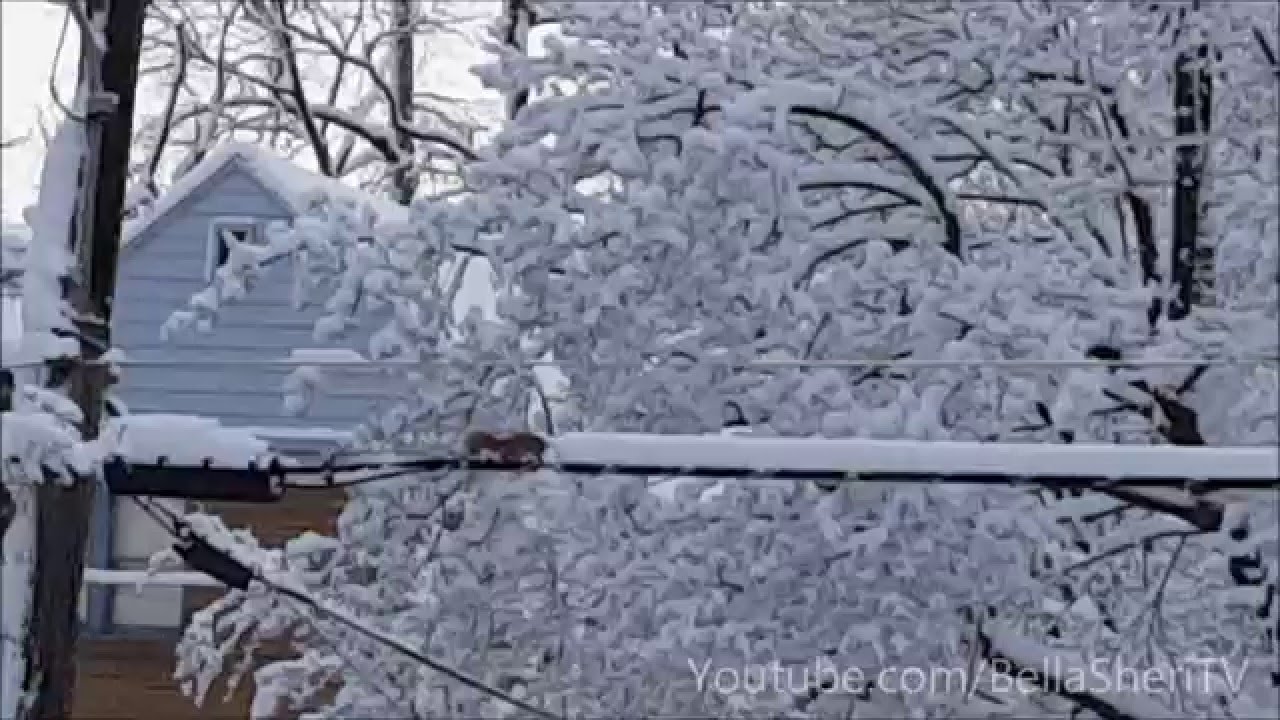 Ein Eichhörnchen, das Schnee schiebt