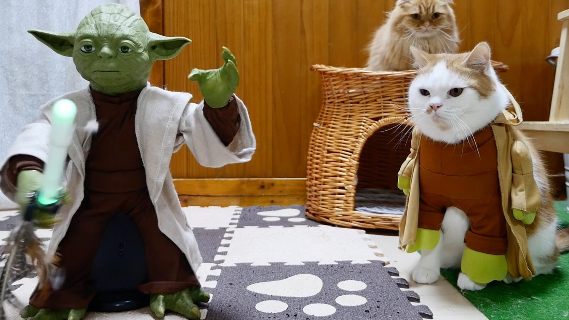 Jedi-Katzen im Training: Ein Blick hinter die Kulissen