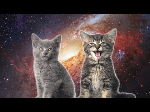 Lasst alles stehen und liegen und gönnt euch dieses Space-Katzen Video