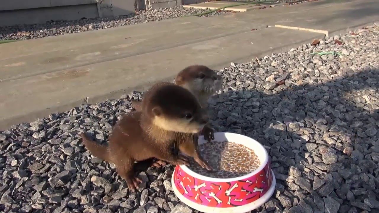 Otterbabys füttern: Ein Video mit dem AWWWW Effekt
