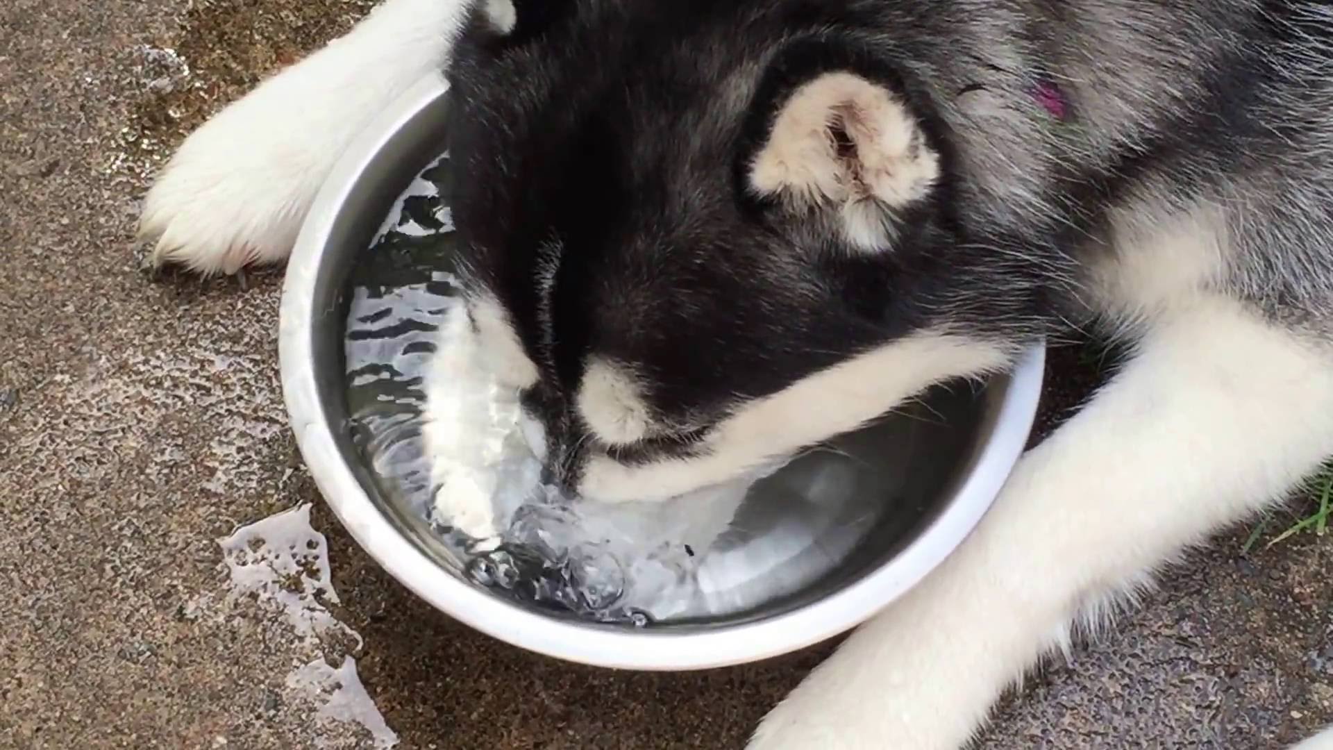 Was man als Husky mit seiner Wasserschale halt so macht