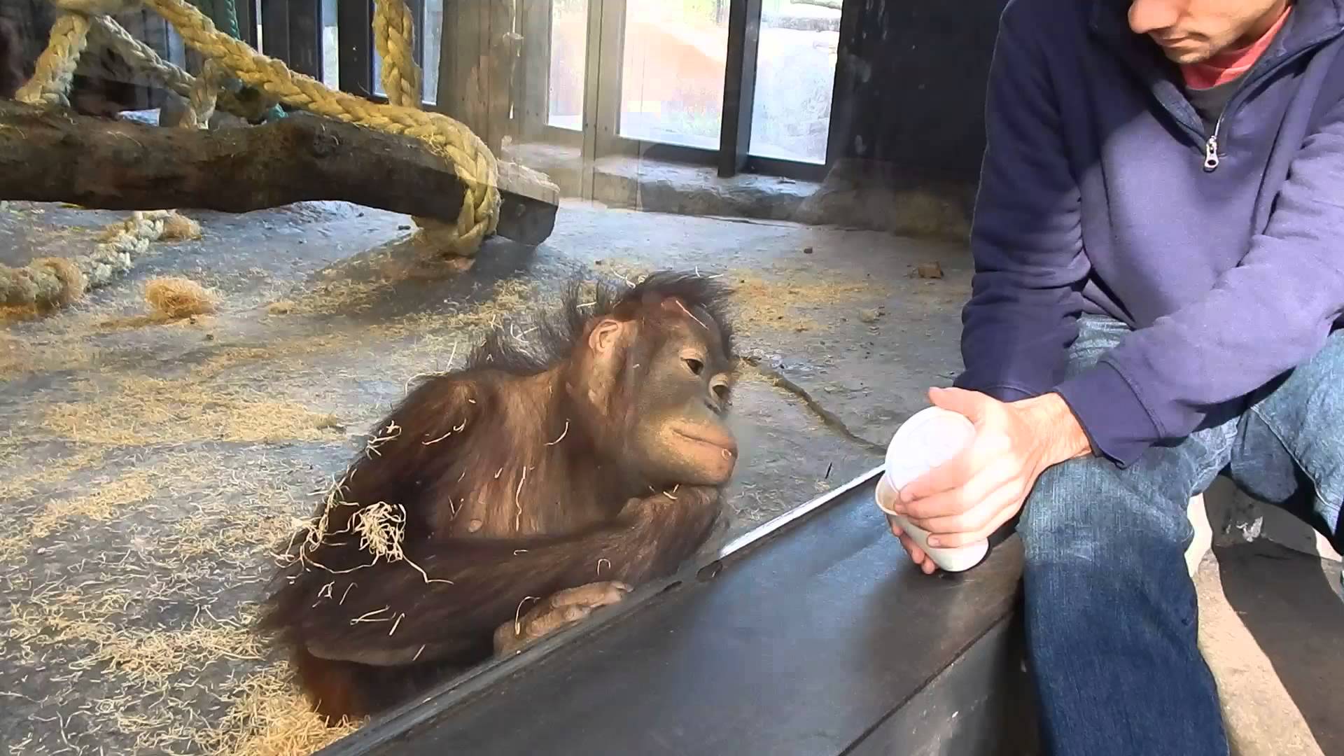 Wie sich ein Orang-Utan über einen Zaubertrick freut
