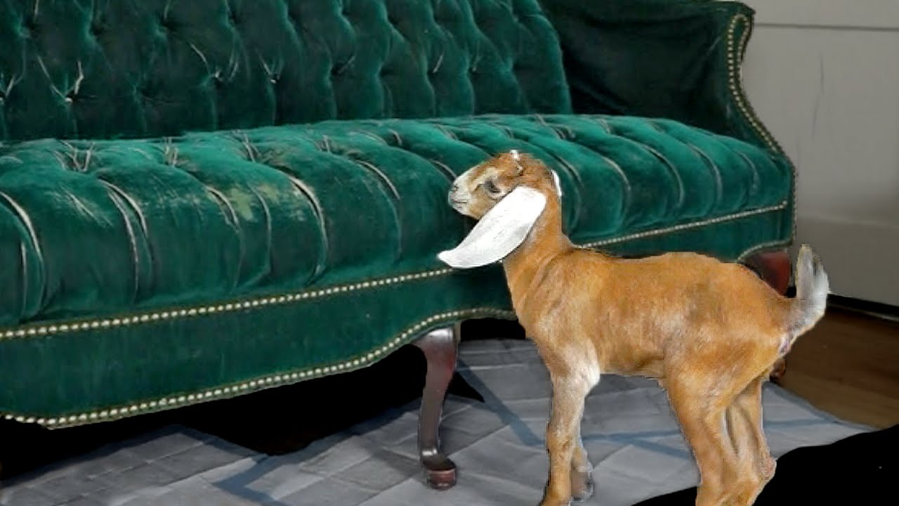 Zwei Baby-Ziegen und eine Couch